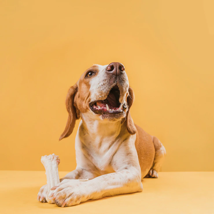 happy-dog-holding-bone-with-his-paws_23-2148366879