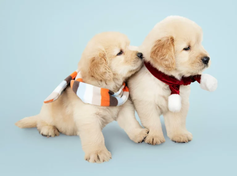 two-golden-retriever-puppies-wearing-scarves_53876-64805