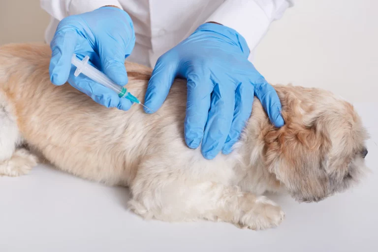 veterinarian-latex-loves-dong-injection-dog-vet-holds-syringe-hands_176532-10518
