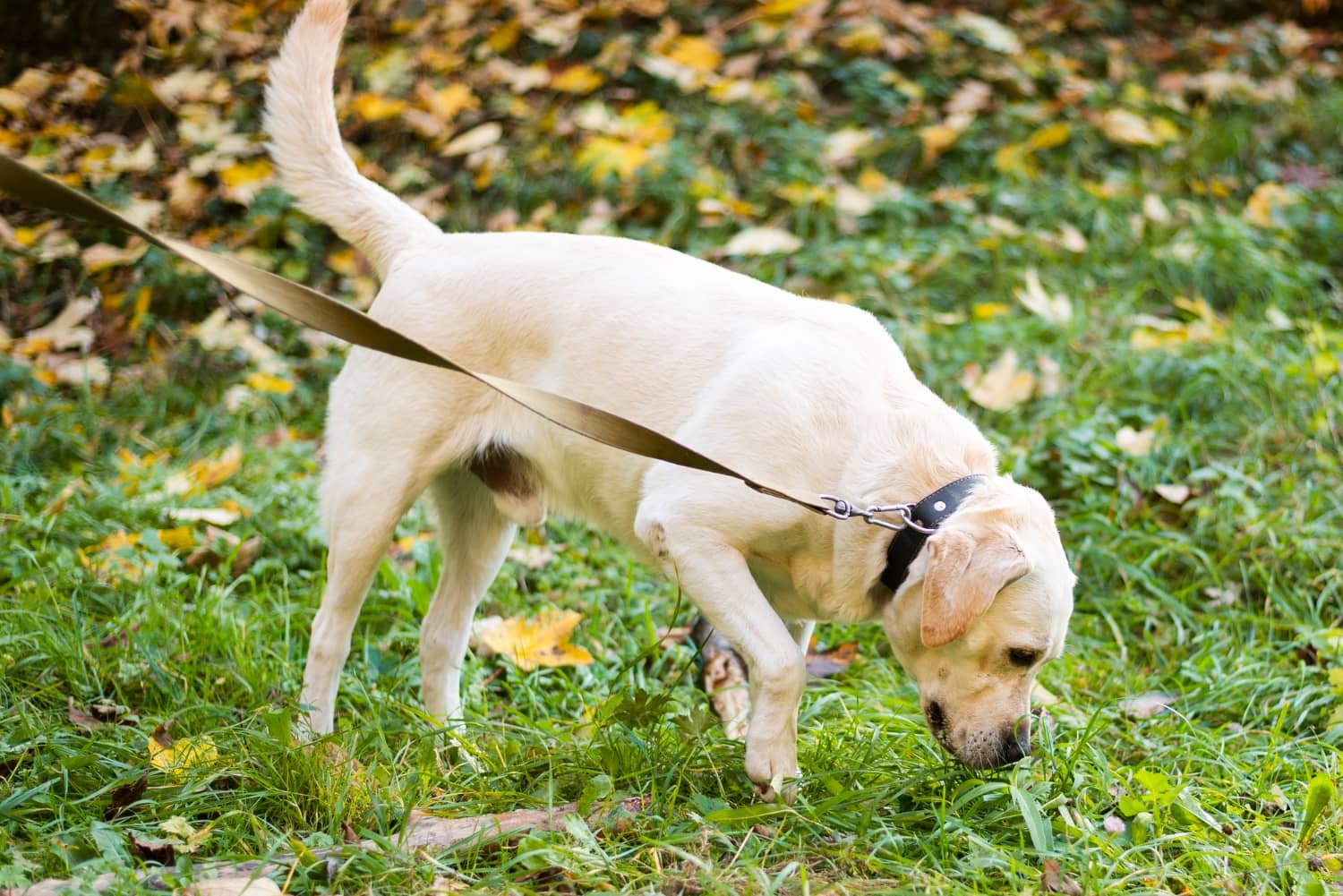 Labrador on a walk is sniffing