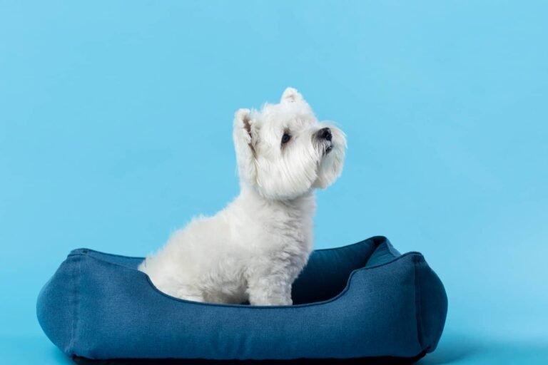 adorable-white-little-puppy-isolated-blue (1) (1)