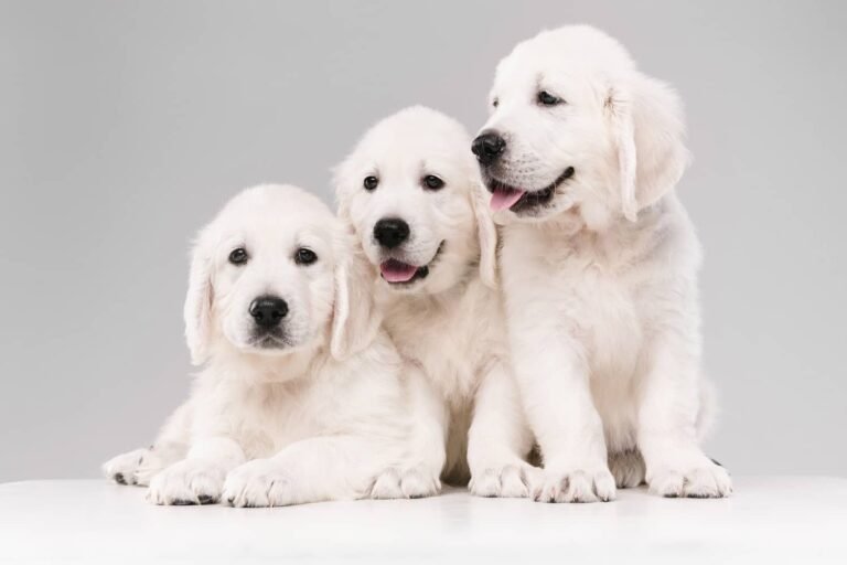 Три щенка лабрадора - кого же выбрать?
