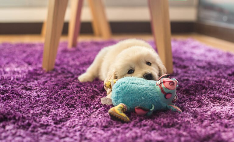 Closeup shot of an adorable small golden retriever pup lying on a purple carpet with a blue toy