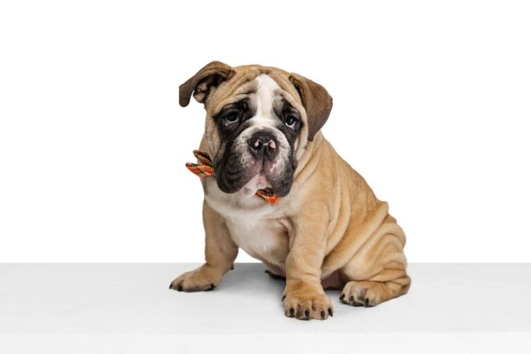 portrait-dog-bulldog-posing-colorful-bow-isolated-white-studio-background-concept-pets-fun (1)