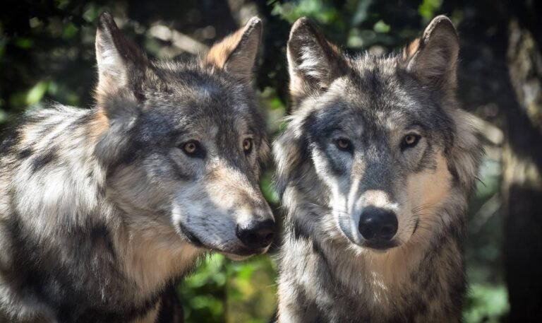 Два волка в дикой природе - от них произошли собаки, но не с помощью человека