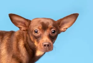 Красивый пес с большими ушами на синем фоне