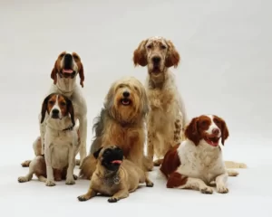 Шесть собак разных пород