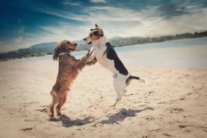 Две собаки играют на пляже