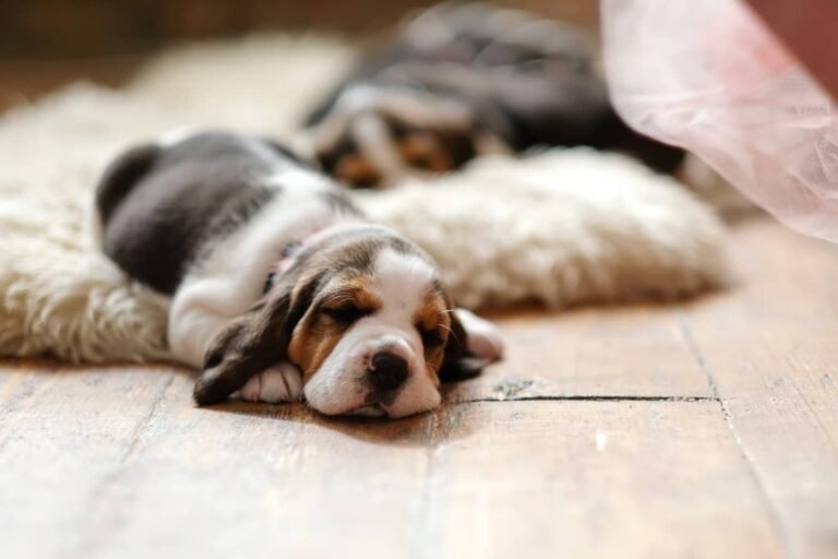 little-puppy-lying-wooden-floor-1