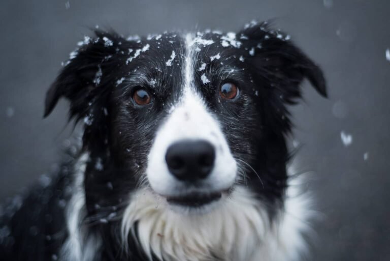 Красивая собака породы бордер-колли под снегом