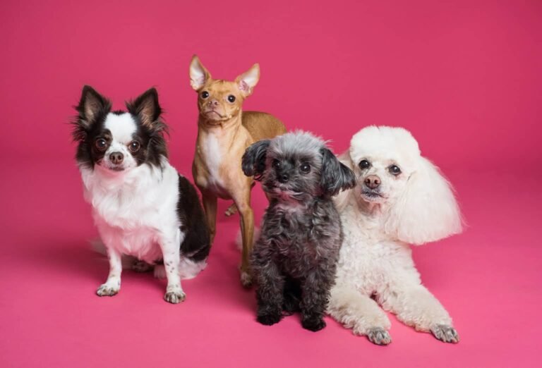 Четыре собаки разных пород на розовом фоне