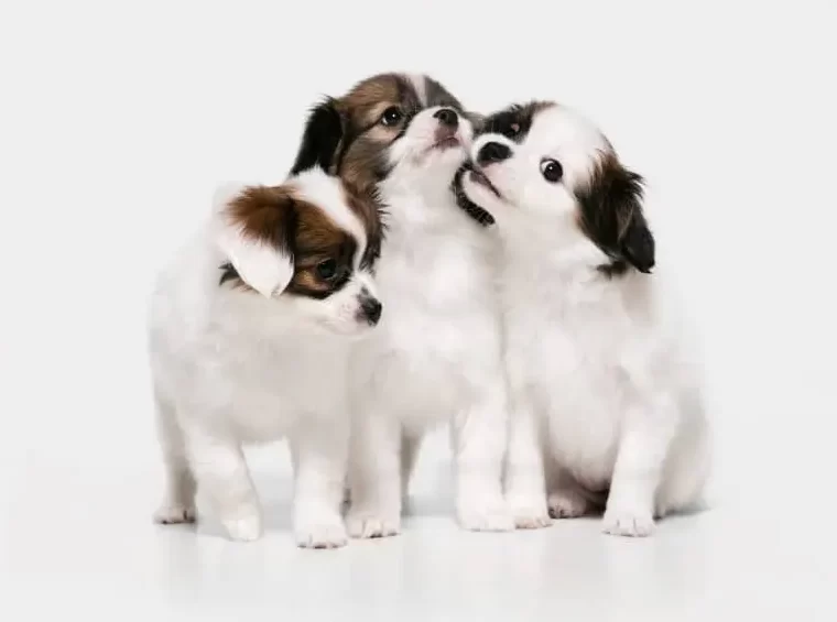 Three adorable puppies