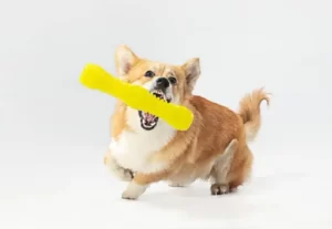 Собака породы корги играет с игрушкой