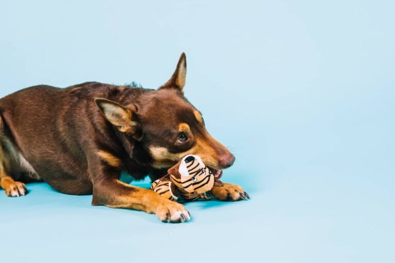 Собака с мягкой игрушкой на голубом фоне