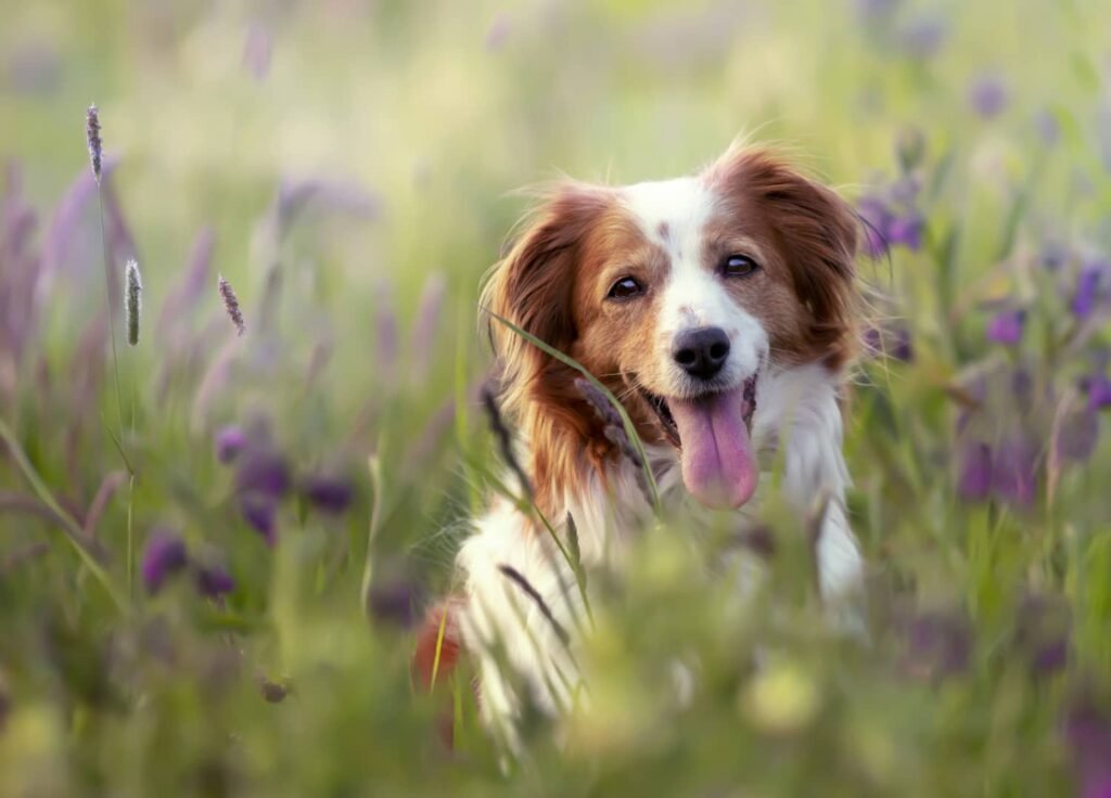 Очень красивая собака колли в поле цветов